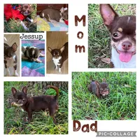 Tiny Chocolate Drop AKC , a female Chihuahua for sale in Trenton, FL – Photo 8 of 8