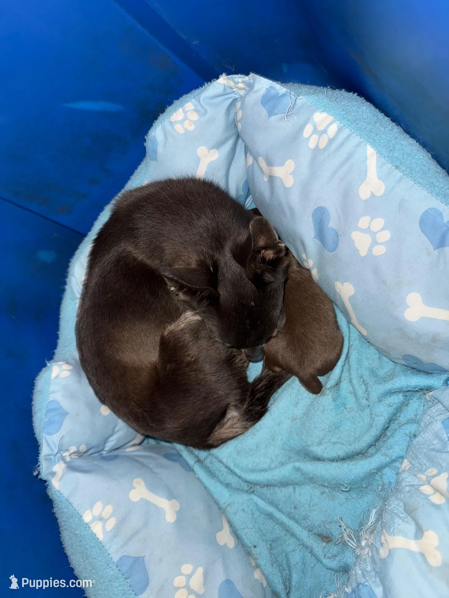 Niblet , a male Chihuahua for sale in Trenton, FL – Photo 9 of 9