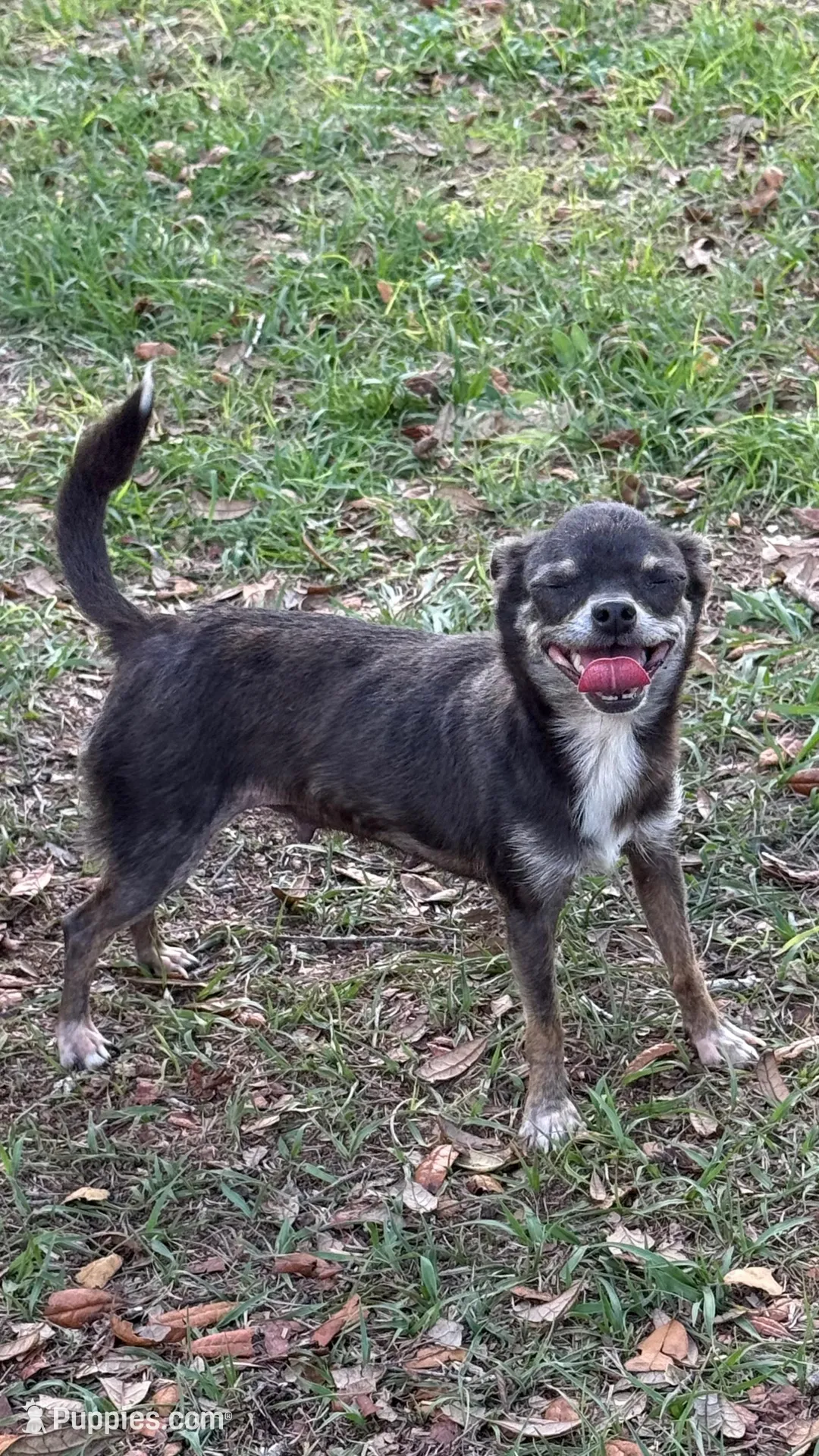 Niblet , a male Chihuahua for sale in Trenton, FL – Photo 8 of 9