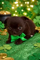 Luca AKC , a female Chihuahua for sale in Trenton, FL – Photo 5 of 8