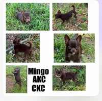 Luca AKC , a female Chihuahua for sale in Trenton, FL – Photo 8 of 8