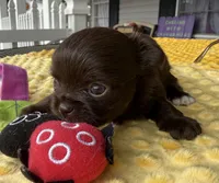Luca AKC , a female Chihuahua for sale in Trenton, FL – Photo 3 of 8