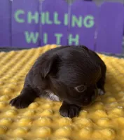 Luca AKC , a female Chihuahua for sale in Trenton, FL – Photo 2 of 8