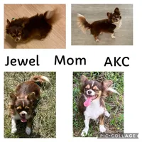 Luca AKC , a female Chihuahua for sale in Trenton, FL – Photo 7 of 8