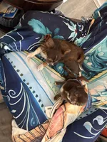 Luca AKC , a female Chihuahua for sale in Trenton, FL – Photo 6 of 8