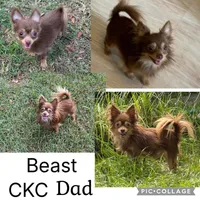 Niblet , a male Chihuahua for sale in Trenton, FL – Photo 7 of 9