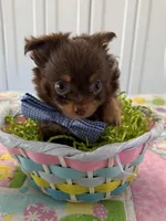 Niblet , a male Chihuahua for sale in Trenton, FL – Photo 1 of 9