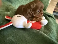 Niblet , a male Chihuahua for sale in Trenton, FL – Photo 6 of 9