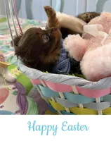 Niblet , a male Chihuahua for sale in Trenton, FL – Photo 2 of 9