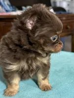 Niblet , a male Chihuahua for sale in Trenton, FL – Photo 4 of 9