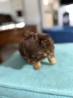 Niblet , a male Chihuahua for sale in Trenton, FL – Photo 3 of 9