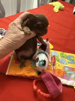 Niblet , a male Chihuahua for sale in Trenton, FL – Photo 5 of 9