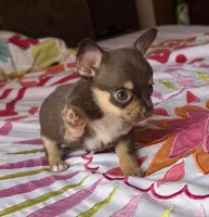 Satchel AKC , a female Chihuahua for sale in Trenton, FL – Photo 2 of 10
