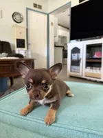 Satchel AKC , a female Chihuahua for sale in Trenton, FL – Photo 5 of 10