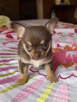 Satchel AKC , a female Chihuahua for sale in Trenton, FL – Photo 3 of 10