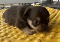 Satchel AKC , a female Chihuahua for sale in Trenton, FL – Photo 7 of 10