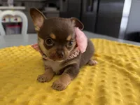 Satchel AKC , a female Chihuahua for sale in Trenton, FL – Photo 6 of 10