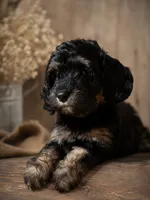 Venus, a female Bernedoodle for sale in Hickory, NC – 2 of 10