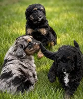 Star, a female Bernedoodle for sale in Hickory, NC – 7 of 10