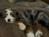 Ridge, a male Poodle - Miniature  and Miniature Bernedoodle for sale in Hickory, NC – 7 of 9