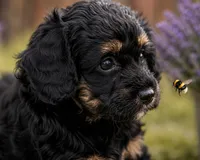 Venus, a female Bernedoodle for sale in Hickory, NC – 7 of 10