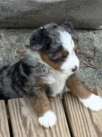 Ridge, a male Poodle - Miniature  and Miniature Bernedoodle for sale in Hickory, NC – 2 of 9