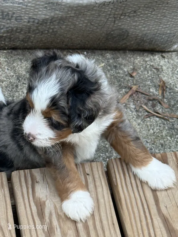 Ridge – Poodle - Miniature , Miniature Bernedoodle puppy for sale in Hickory, NC