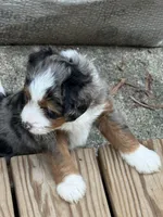 Ridge, a male Poodle - Miniature  and Miniature Bernedoodle for sale in Hickory, NC – 1 of 9