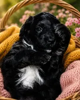 Star, a female Bernedoodle for sale in Hickory, NC – 3 of 10
