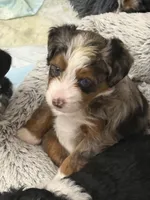 Ridge, a male Poodle - Miniature  and Miniature Bernedoodle for sale in Hickory, NC – 8 of 9