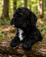 Star, a female Bernedoodle for sale in Hickory, NC – 1 of 10