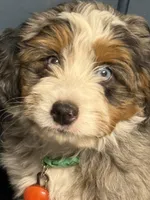 Ridge, a male Poodle - Miniature  and Miniature Bernedoodle for sale in Hickory, NC – 3 of 9