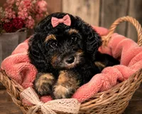 Venus, a female Bernedoodle for sale in Hickory, NC – 9 of 10
