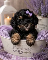 Venus, a female Bernedoodle for sale in Hickory, NC – 3 of 10