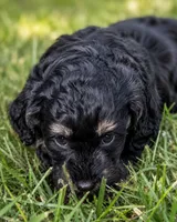Venus, a female Bernedoodle for sale in Hickory, NC – 4 of 10