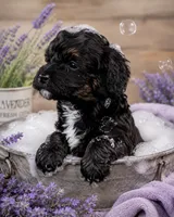 Star, a female Bernedoodle for sale in Hickory, NC – 4 of 10