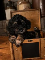 Venus, a female Bernedoodle for sale in Hickory, NC – 5 of 10