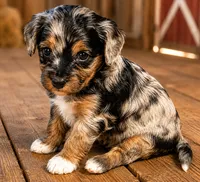 Pluto, a female Bernedoodle for sale in Hickory, NC – 2 of 10