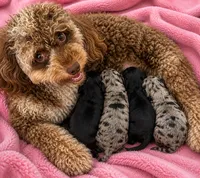 Star, a female Bernedoodle for sale in Hickory, NC – 8 of 10