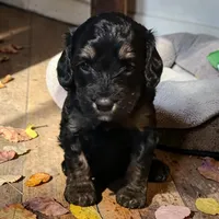 Venus, a female Bernedoodle for sale in Hickory, NC – Photo 1 of 4