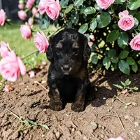 Venus, a female Bernedoodle for sale in Hickory, NC – Photo 2 of 4