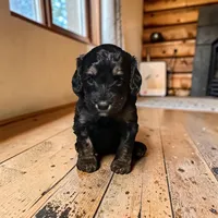 Venus, a female Bernedoodle for sale in Hickory, NC – Photo 3 of 4