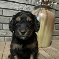 Venus, a female Bernedoodle for sale in Hickory, NC – Photo 4 of 4