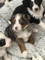 Ridge, a male Poodle - Miniature  and Miniature Bernedoodle for sale in Hickory, NC – 9 of 9