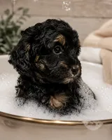 Venus, a female Bernedoodle for sale in Hickory, NC – 8 of 10