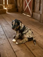 Pluto, a female Bernedoodle for sale in Hickory, NC – 3 of 10