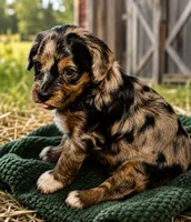 Pluto, a female Bernedoodle for sale in Hickory, NC – 6 of 10