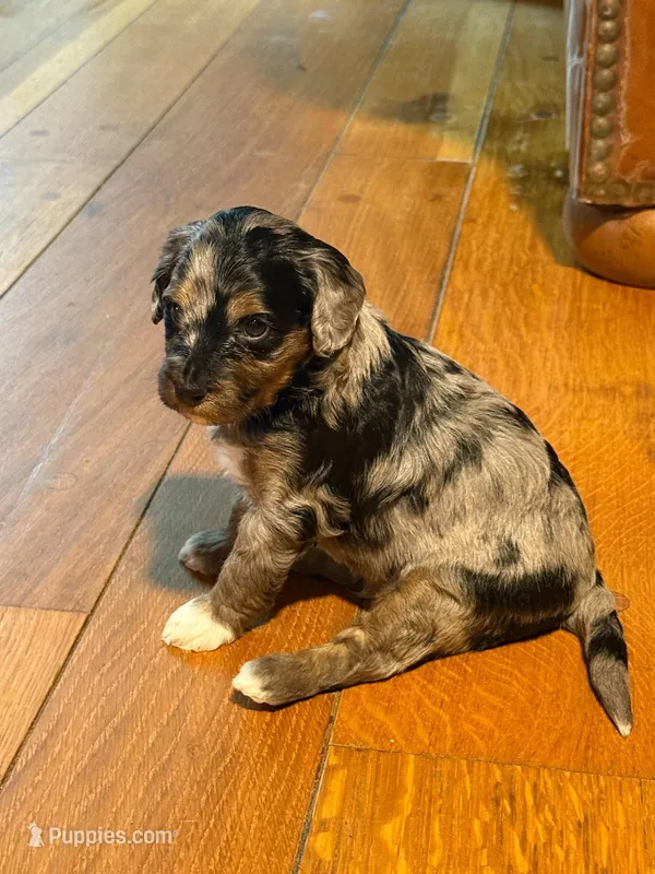 Pluto – Bernedoodle puppy for sale in Hickory, NC