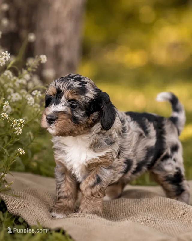 Moon – Bernedoodle puppy for sale in Hickory, NC