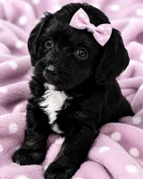 Star, a female Bernedoodle for sale in Hickory, NC – 6 of 10